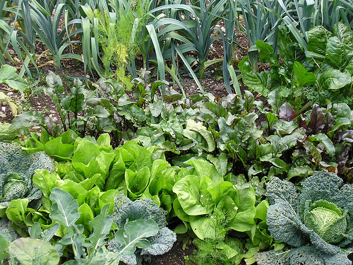 Backyard organic garden is a way of healthy living  